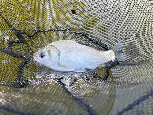 ヘラブナの釣果