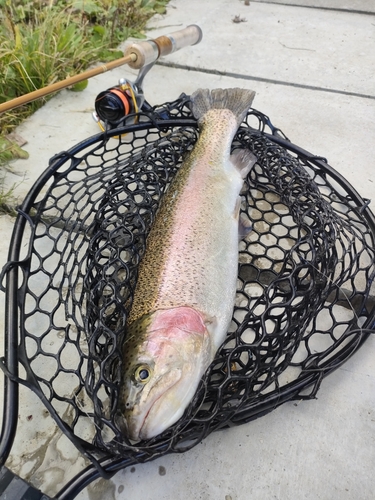 ニジマスの釣果