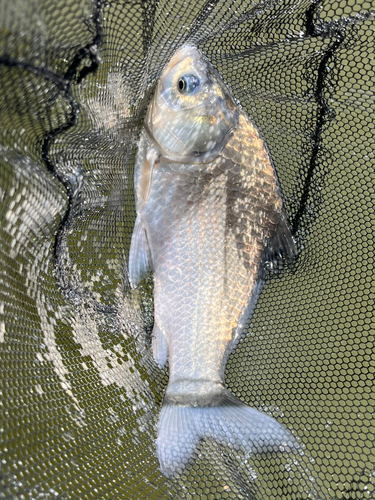 ヘラブナの釣果