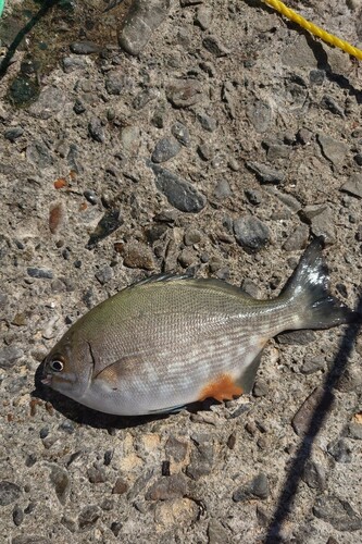 イスズミの釣果