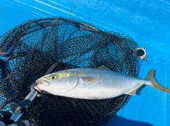 ヤズの釣果