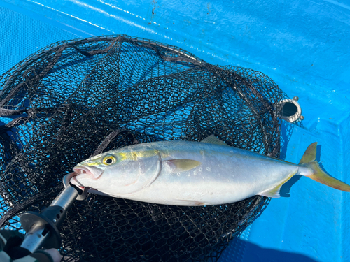 ヤズの釣果