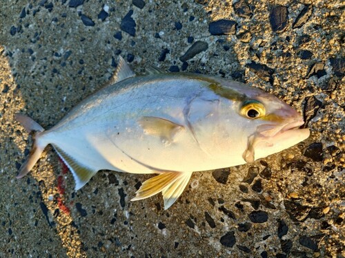 ネリゴの釣果