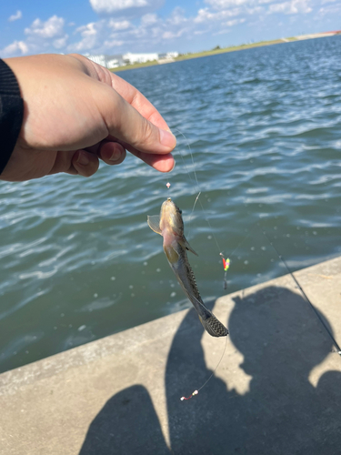 ハゼの釣果