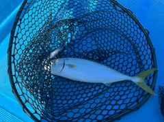 ヤズの釣果