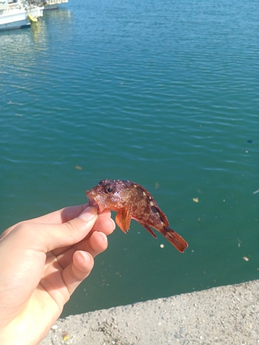 アラカブの釣果