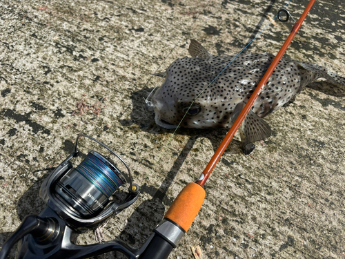 イシガキフグの釣果