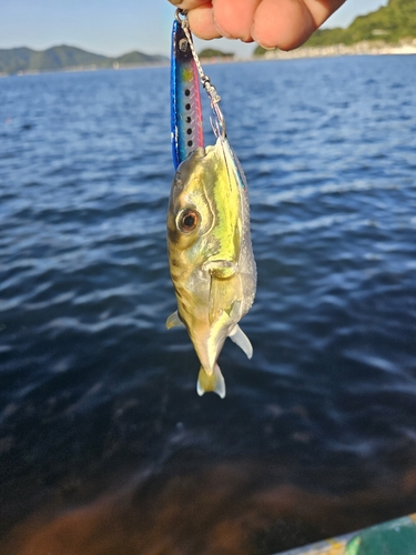 フグの釣果