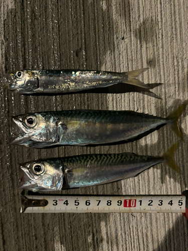 サバの釣果