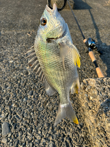 キビレの釣果