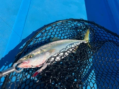 ヤズの釣果