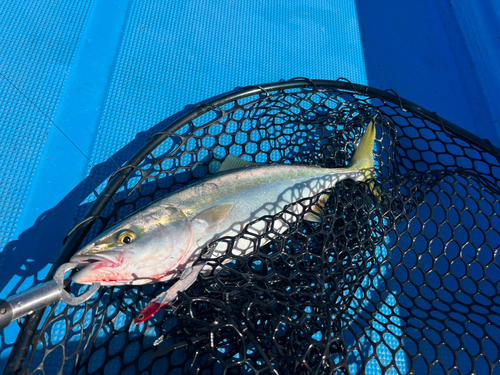 ヤズの釣果