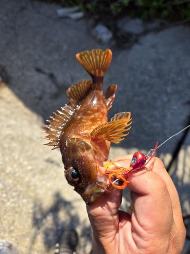 カサゴの釣果