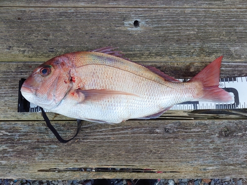 マダイの釣果