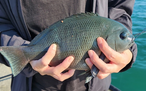 メジナの釣果