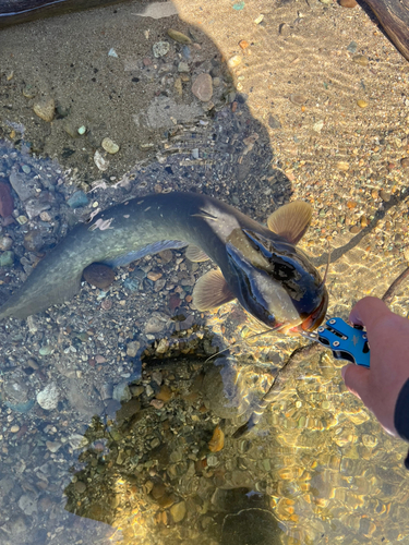 ナマズの釣果