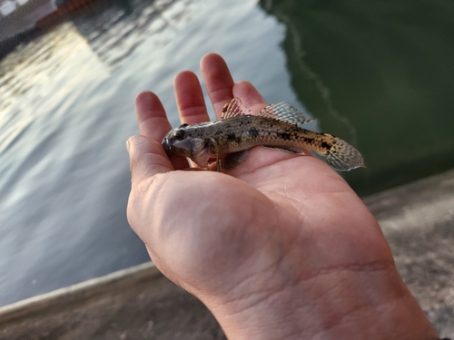 マハゼの釣果