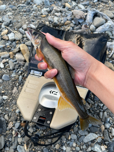 アユの釣果