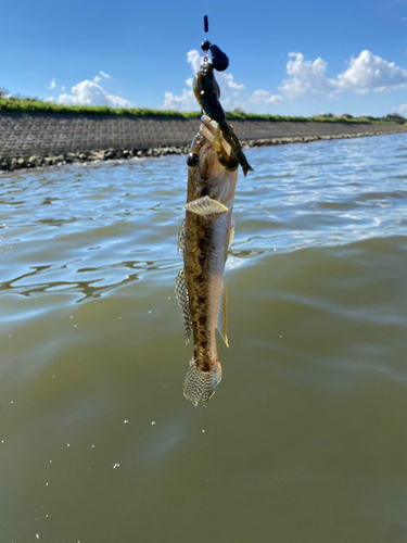 ハゼの釣果