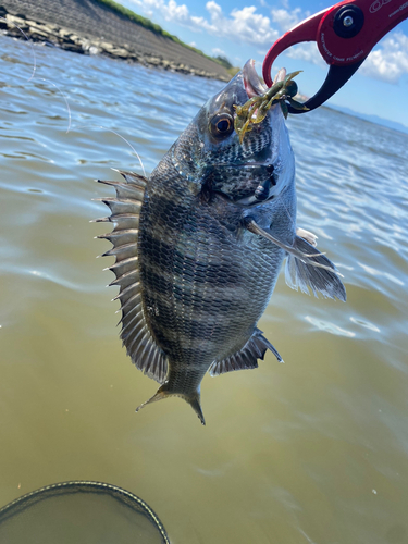 クロダイの釣果