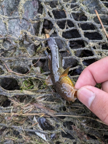 ヌマチチブの釣果