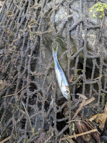 カワムツの釣果