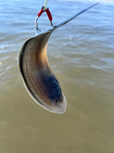 シタビラメの釣果