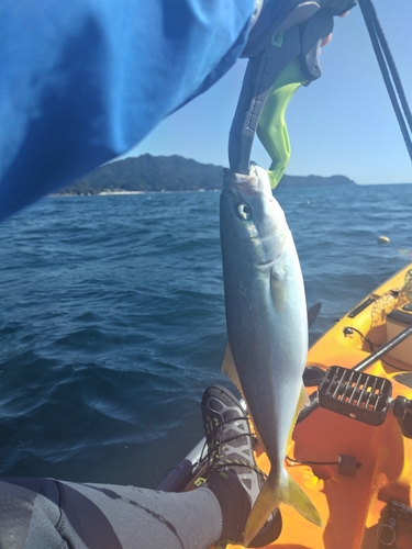 ワカシの釣果