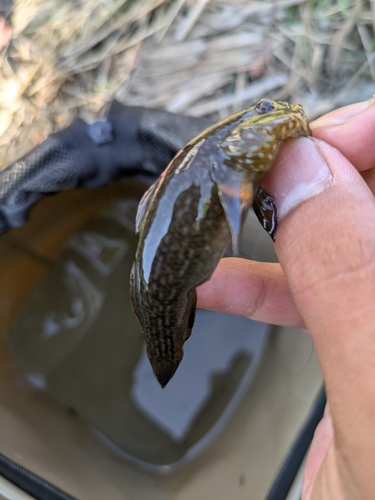 ヌマチチブの釣果