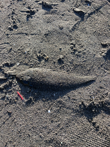 シタビラメの釣果