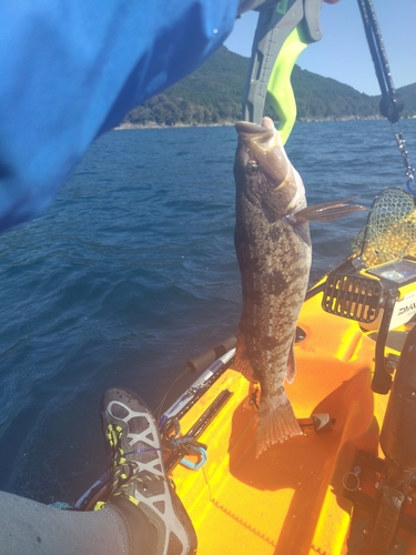 アイナメの釣果