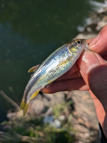 カワムツの釣果