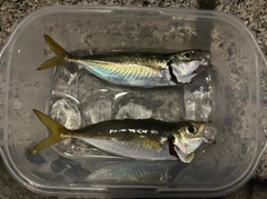 アジの釣果