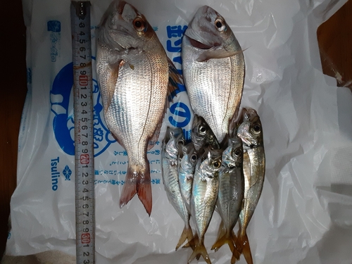 タイの釣果