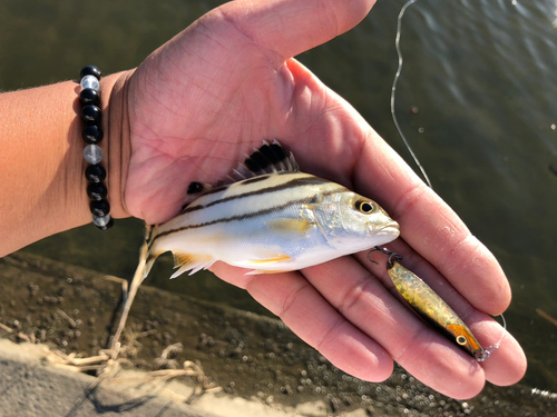 コトヒキの釣果