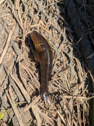 ヌマチチブの釣果