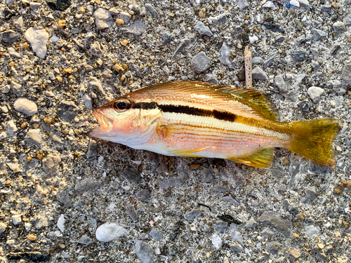 ヨコスジフエダイの釣果