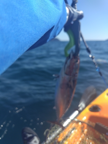 ソウダガツオの釣果