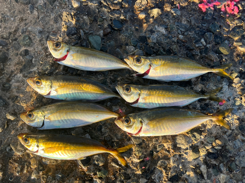 アジの釣果