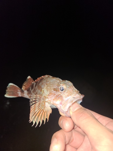 アラカブの釣果