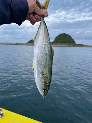 シオの釣果