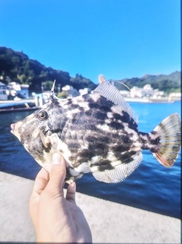 カワハギの釣果