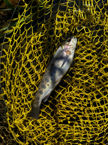 ニジマスの釣果