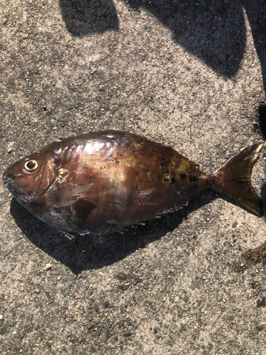 アイゴの釣果