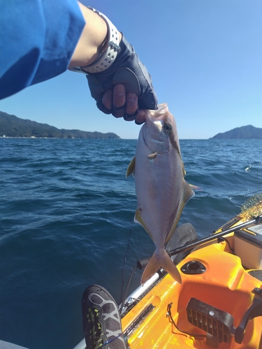 ショゴの釣果