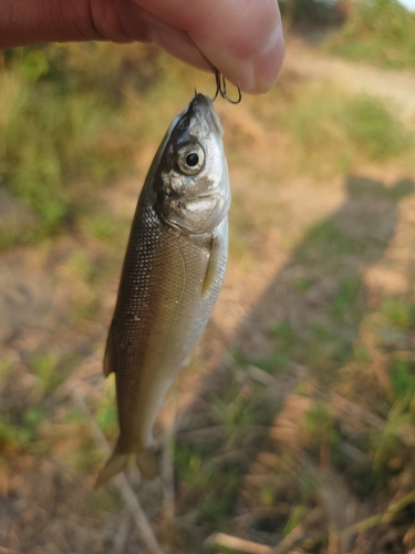 ウグイの釣果