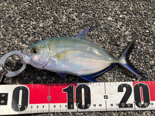 ナンヨウカイワリの釣果