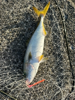 ハマチの釣果