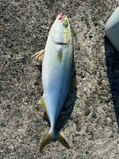 ハマチの釣果