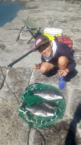 チヌの釣果